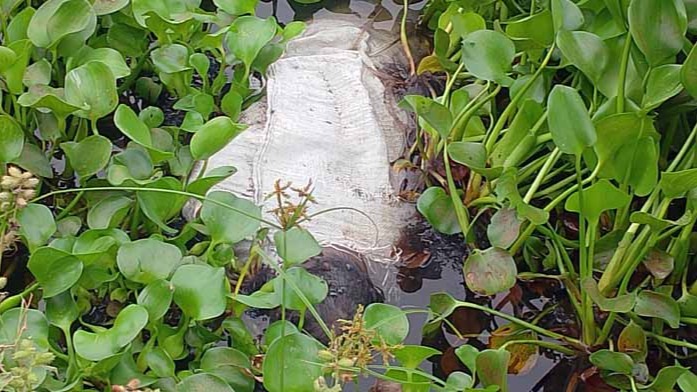 কালিহাতীতে নিখোঁজের দুইদিন পর ব্যবসায়ীর বস্তাবন্দী মরদেহ উদ্ধার