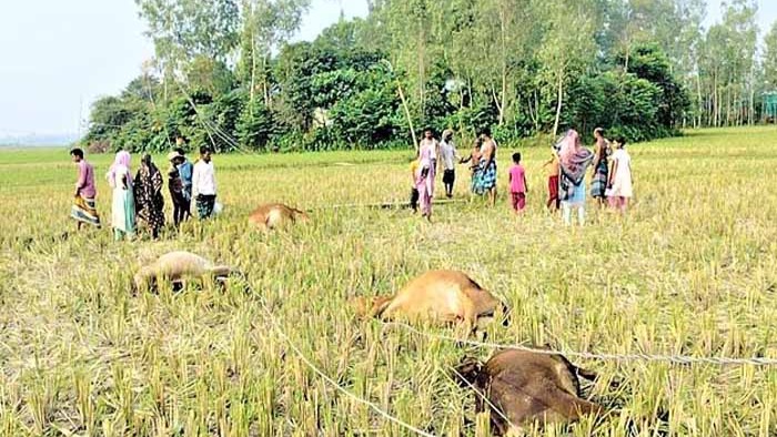 ফসলি মাঠে বিদ্যুৎস্পৃষ্টে পাঁচ গরুর মৃত্যু