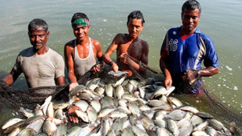 মাছ চাষে বিশ্বসেরা পাঁচে বাংলাদেশ