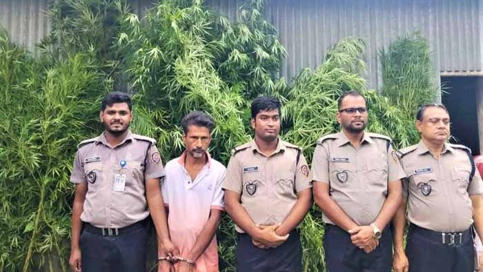 গাঁজা চাষীর স্বপ্নভঙ্গ করল প্রশাসন