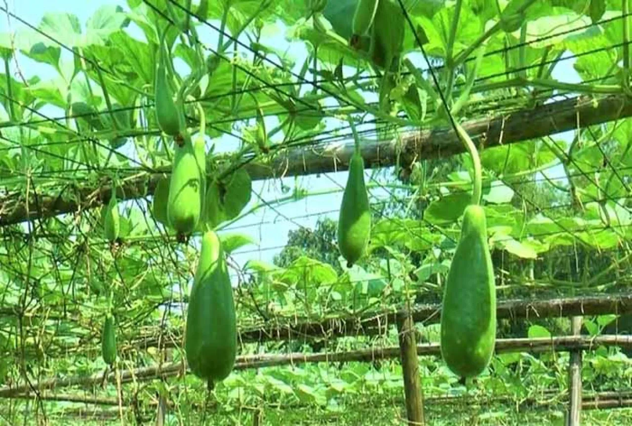 আগাম সবজি চাষে ভাগ্য বদলের স্বপ্ন