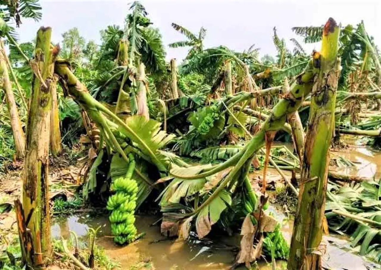 হঠাৎ ঝাপটায় শ’ শ’ কৃষকের স্বপ্ন লণ্ডভণ্ড
