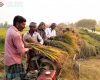টাঙ্গাইলে আমনের বাম্পার ফলনে খুশি কৃষক